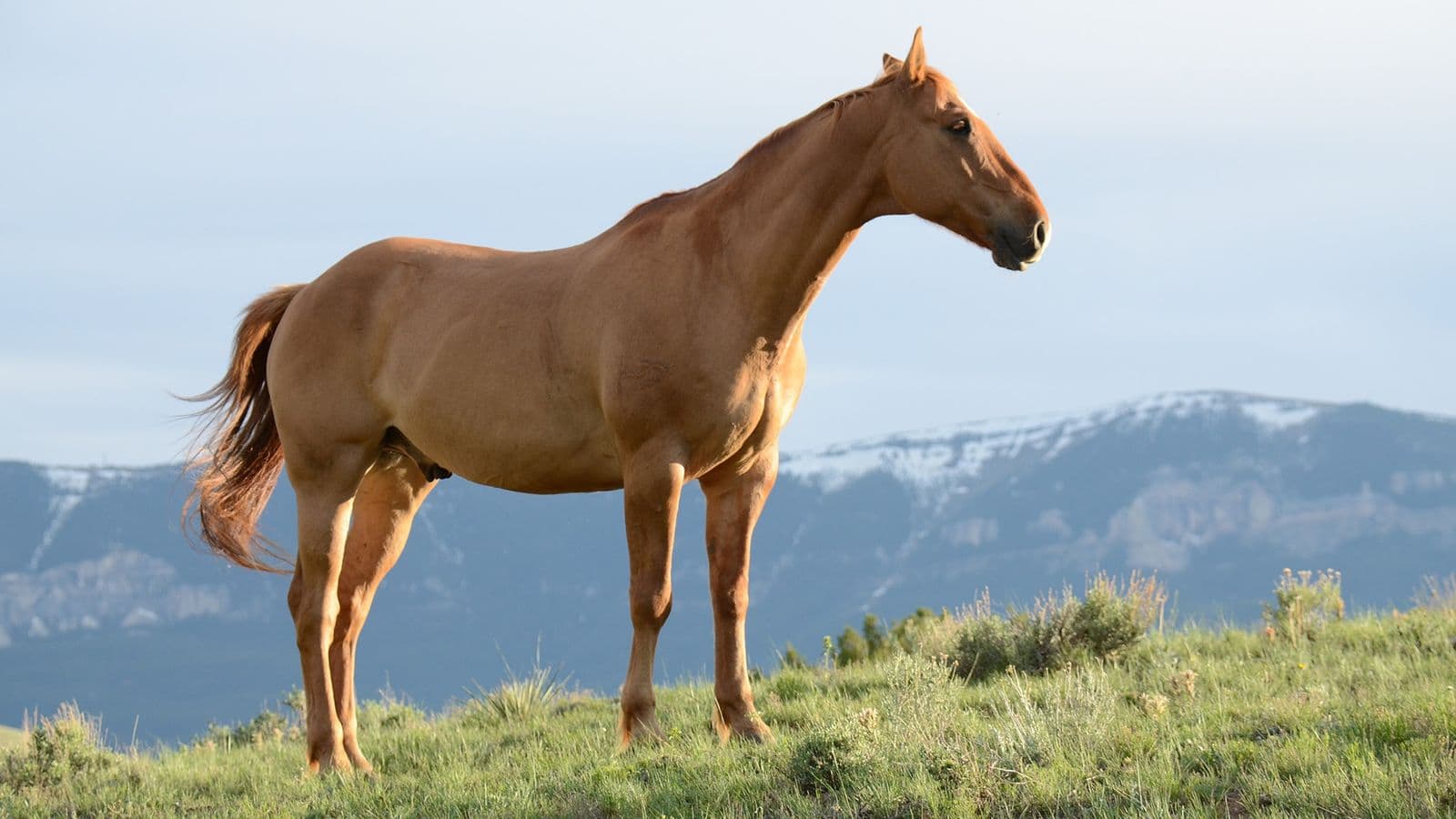 Horses in a paddock — representative of Norco equestrian lifestyle