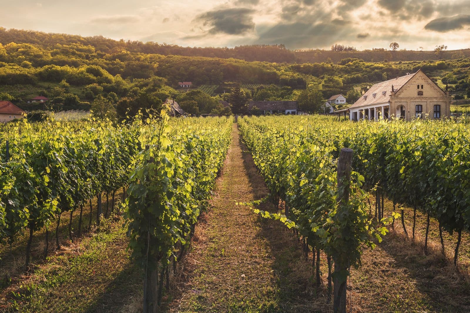 Vineyard rows on rolling hills — Temecula Valley lifestyle